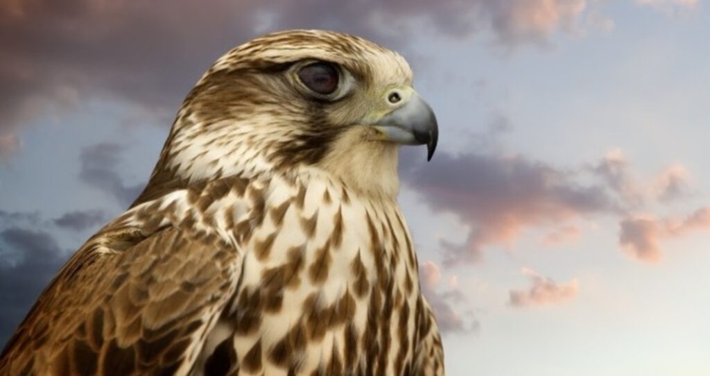 Agreement signed to host the International Federation of Falconry Sports headquarters in Dubai